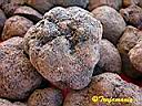 Tuber melanosporum